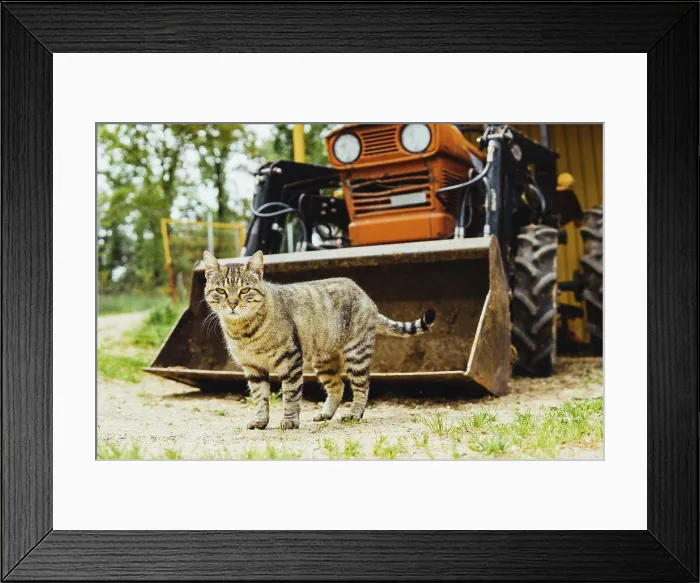 Framed Print : tabby cat in the field against a tractor Framed Print : tabby cat in the field against a tractor