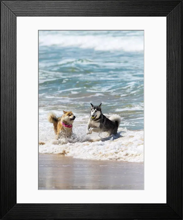 Framed Print : Dogs playing with a ball in the sea at Fistral in Newquay in Cornwall Framed Print : Dogs playing with a ball in the sea at Fistral in Newquay in Cornwall