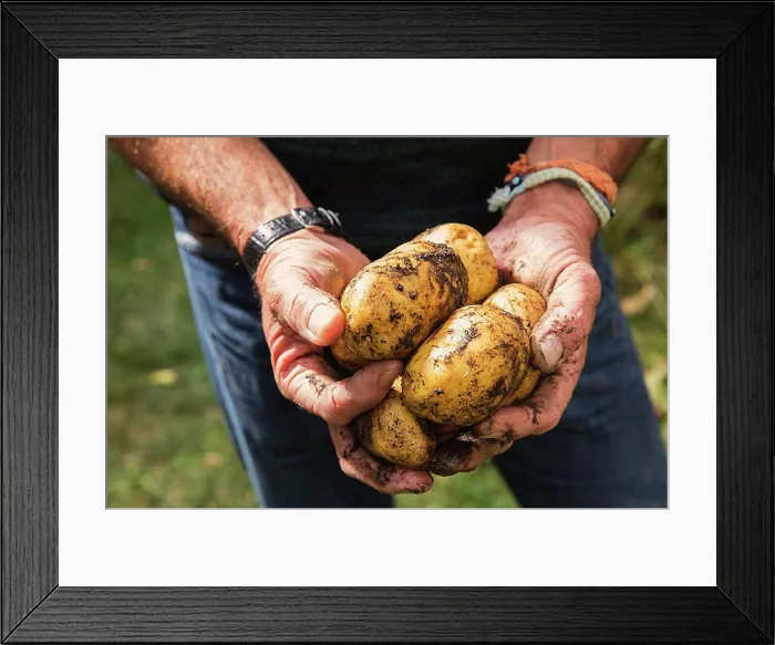 Framed Print : Midsection of man holding dirty potatoes in garden