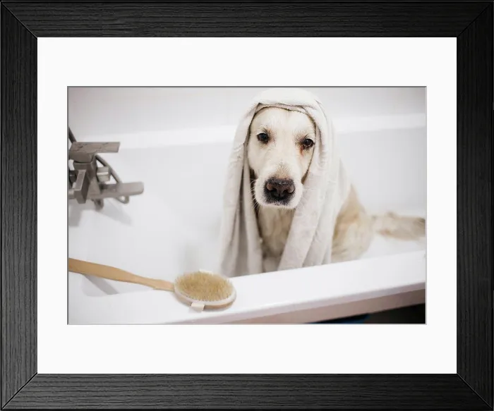 Framed Print : golden retriever bathing in the bathroom Framed Print : golden retriever bathing in the bathroom