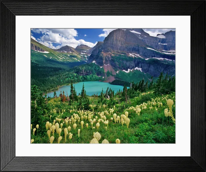 Framed Print : Beargrass above Grinnell Lake in the Many Glacier Valley of Glacier National Park in Montana Framed Print : Beargrass above Grinnell Lake in the Many Glacier Valley of Glacier National Park in Montana