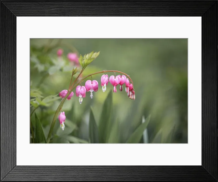 Framed Print : Bleeding heart flowers in springtime. Nature floral background Framed Print : Bleeding heart flowers in springtime. Nature floral background