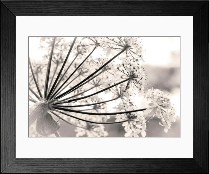 Framed Print : USA, Alaska, Glacier Bay National Park. Close-up of cow parsnip in Bartlett Cove Framed Print : USA, Alaska, Glacier Bay National Park. Close-up of cow parsnip in Bartlett Cove