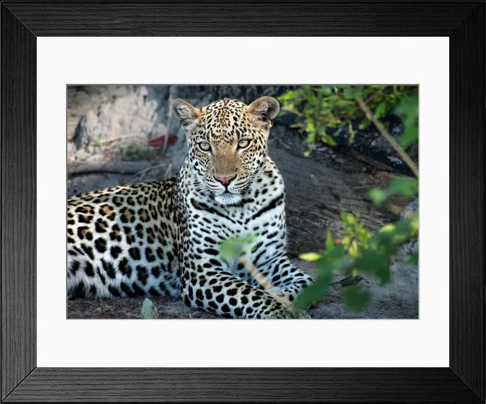 Framed Print : Close up leopard portrait sitting (Large format sizes available) Framed Print : Close up leopard portrait sitting (Large format sizes available)