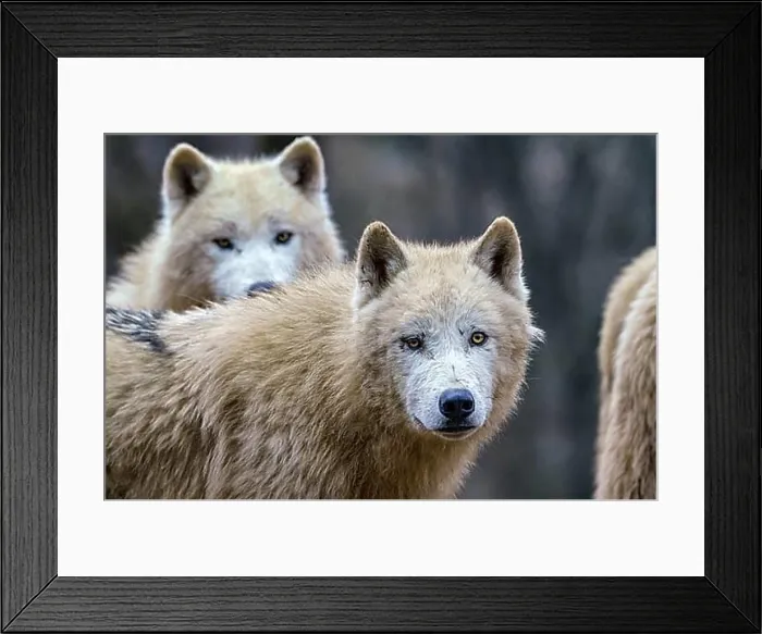 Framed Print : Arctic wolves (Canis lupus arctos), also known as the white wolf or polar wolf Framed Print : Arctic wolves (Canis lupus arctos), also known as the white wolf or polar wolf