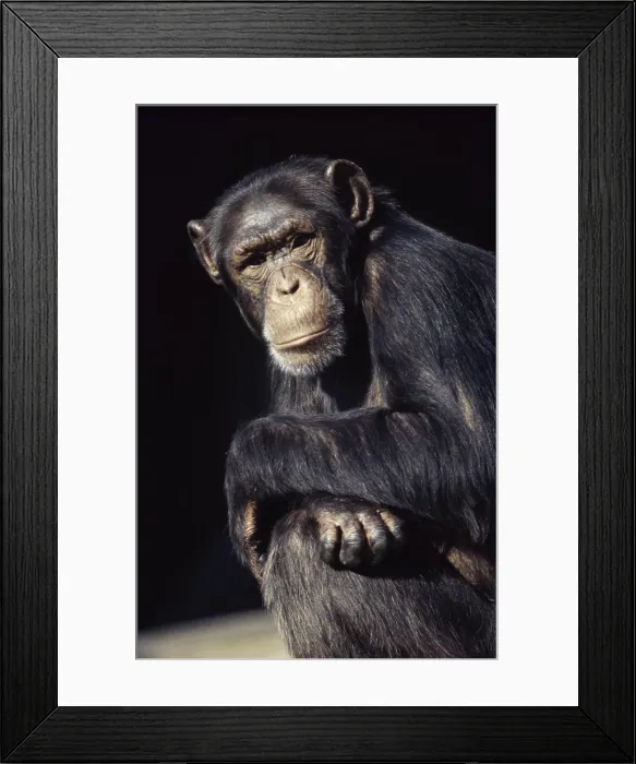Framed Print : ChimpanzeeSan Francisco ZooSan FranciscoCaliforniaUSA