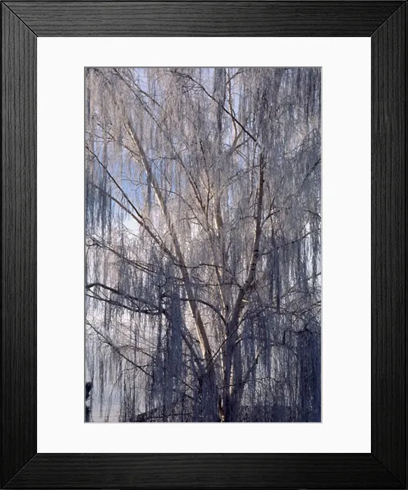Framed Print : A DORMANT WILLOW TREE (Salicaceae family) covered in FROST - CENTRAL OREGON Framed Print : A DORMANT WILLOW TREE (Salicaceae family) covered in FROST - CENTRAL OREGON