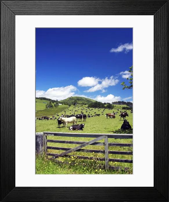 Framed Print : New Zealand, Gate and Dairy Farm near Kaikohe, Northland Framed Print : New Zealand, Gate and Dairy Farm near Kaikohe, Northland