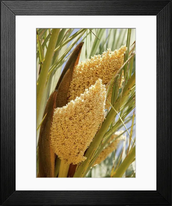 Framed Print : Phoenix canariensis, Palm, Date palm