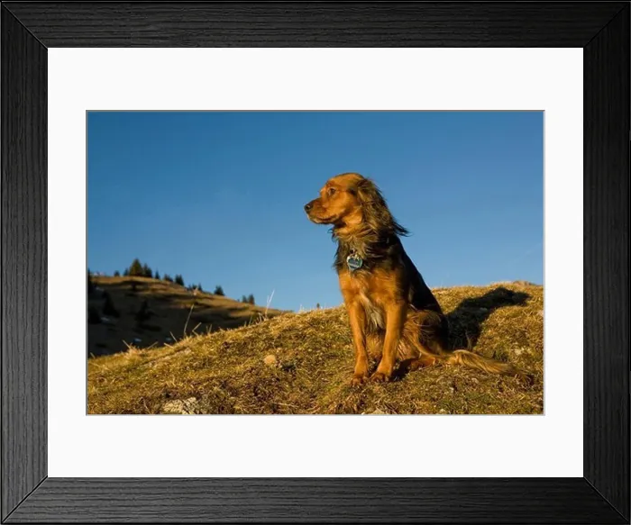 Framed Print : Dog on mountain, Brauneck, Lenggries, Alps, Bavaria, Germany Framed Print : Dog on mountain, Brauneck, Lenggries, Alps, Bavaria, Germany