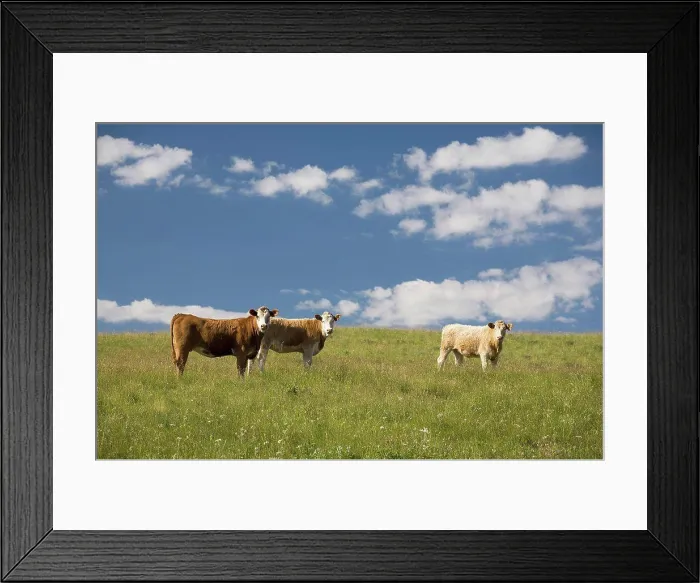 Framed Print : cattle in a pasture with blue sky and clouds, alberta, canada Framed Print : cattle in a pasture with blue sky and clouds, alberta, canada