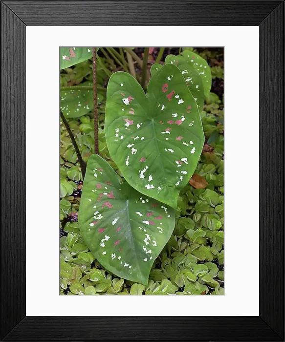 Framed Print : Elephant Ear (Caladium bicolor), native to the Amazon region