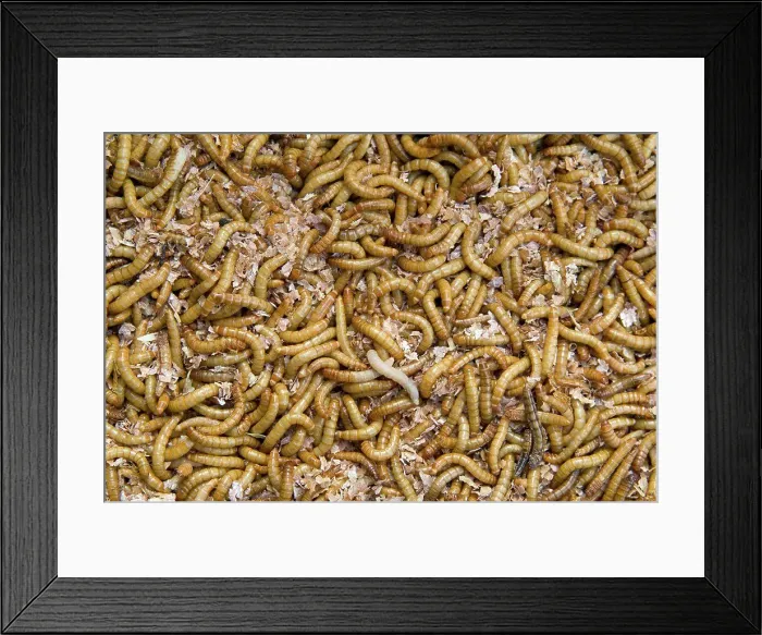 Framed Print : Live Mealworms (yellow mealworm - Tenebrio molitor) on bed of bran Framed Print : Live Mealworms (yellow mealworm - Tenebrio molitor) on bed of bran