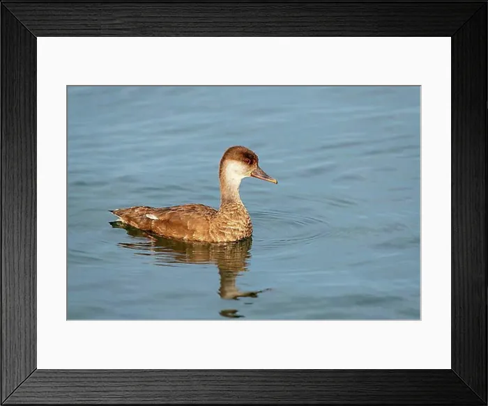 Framed Print : Red-crested pochard (Netta rufina), female, Lake Constance, Vorarlberg, Austria, Europe