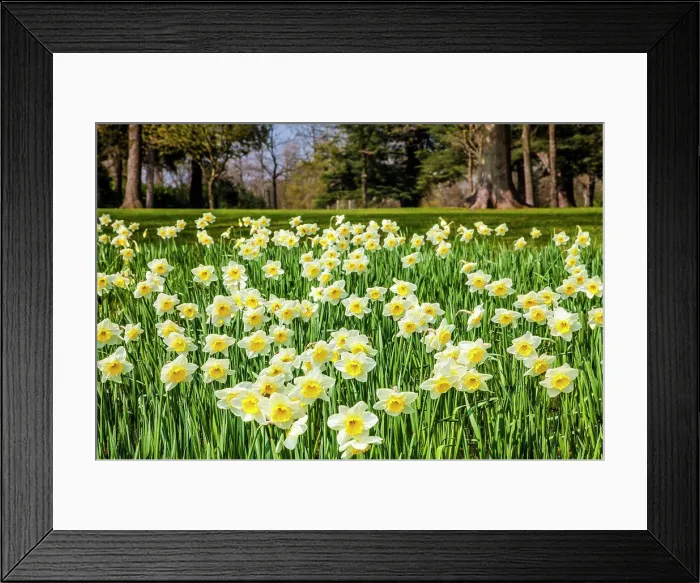 Framed Print : Daffodils at the Bowood Estate in Wiltshire Framed Print : Daffodils at the Bowood Estate in Wiltshire