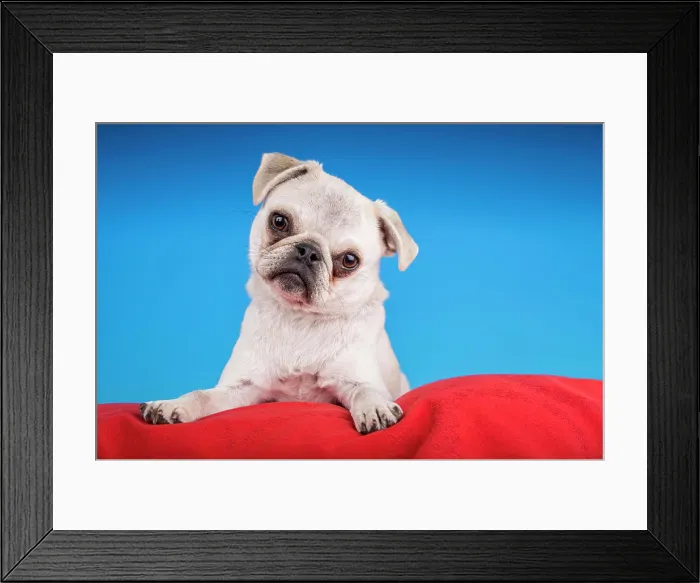 Framed Print : White Pug puppy resting on a red cushion. (PR) Framed Print : White Pug puppy resting on a red cushion. (PR)