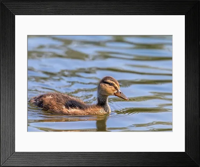 Framed Print : Mallard Duck Baby on water surface, Ducklings Swimming Framed Print : Mallard Duck Baby on water surface, Ducklings Swimming
