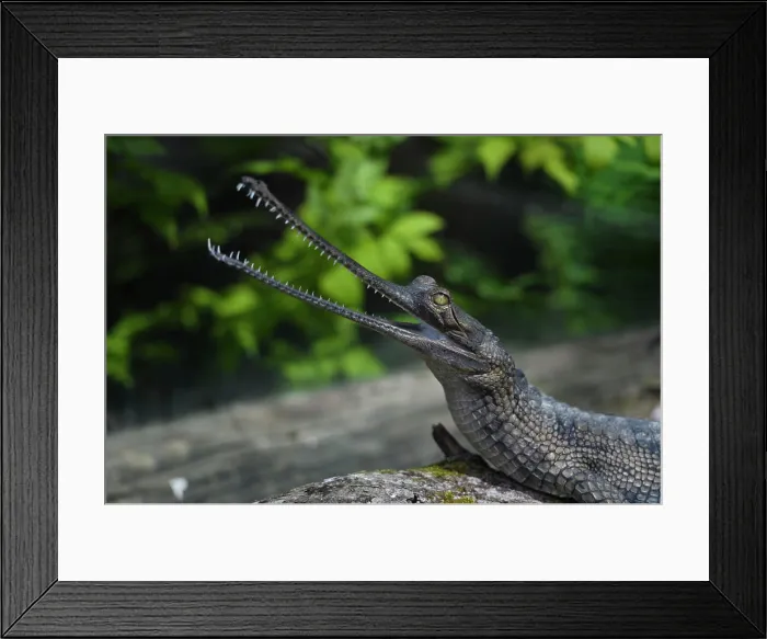 Framed Print : Gharial crocodile sitting on a log with his long, narrow snout open