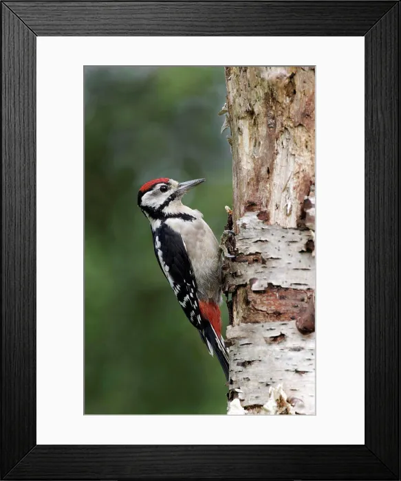 Framed Print : Great Spotted Woodpecker (Dendrocopos major) juvenile, clinging to birch branch, Warwickshire, England, August Framed Print : Great Spotted Woodpecker (Dendrocopos major) juvenile, clinging to birch branch, Warwickshire, England, August