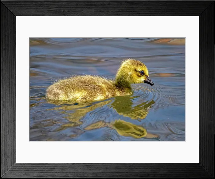 Framed Print : USA, Colorado, Fort Collins. Canada goose gosling in water Framed Print : USA, Colorado, Fort Collins. Canada goose gosling in water