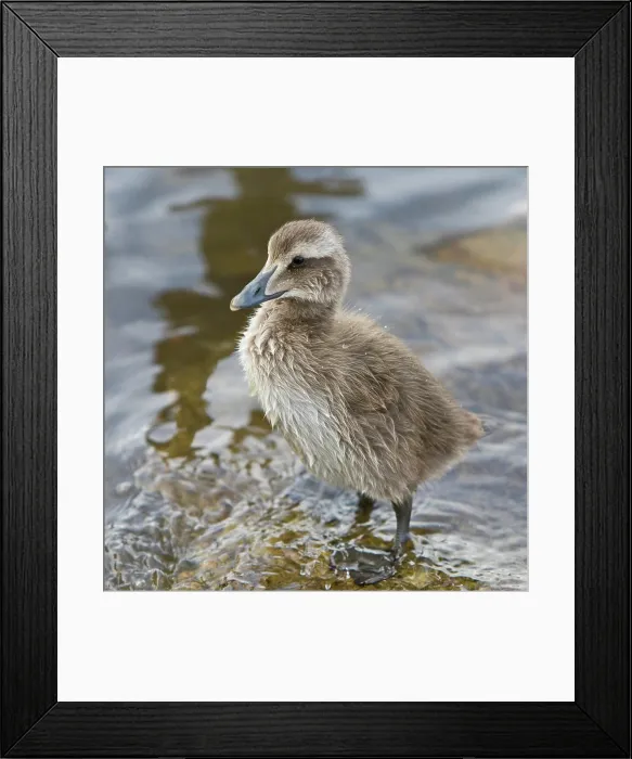 Framed Print : Eider chick in a pond in Reykjavik, Iceland Framed Print : Eider chick in a pond in Reykjavik, Iceland