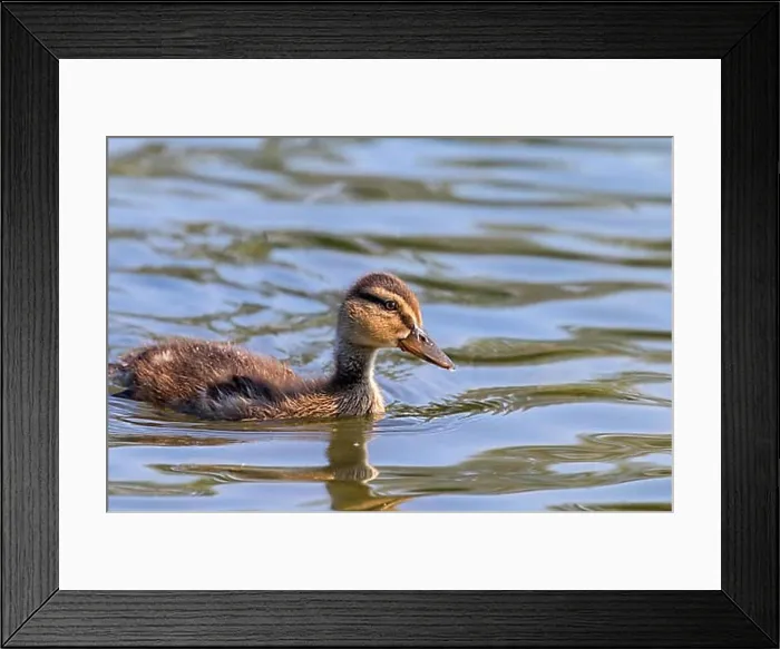 Framed Print : Mallard Duck Baby on water surface, Ducklings Swimming Framed Print : Mallard Duck Baby on water surface, Ducklings Swimming