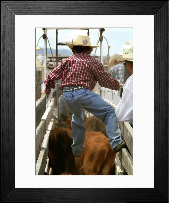 Framed Print : Santa Fe, New Mexico, USA. Galisteo Rodeo. Young cowboy helps calfs get into the chute Framed Print : Santa Fe, New Mexico, USA. Galisteo Rodeo. Young cowboy helps calfs get into the chute