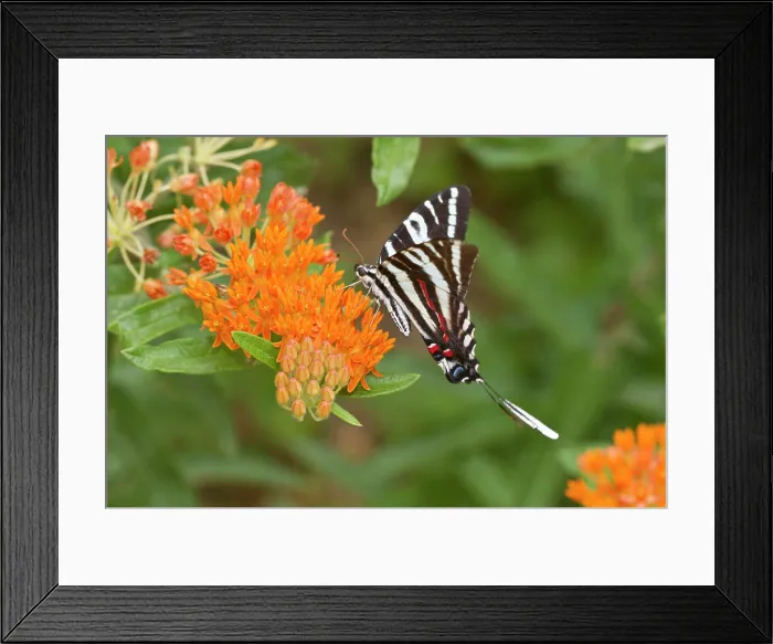 Framed Print : Zebra Swallowtail (Eurytides marcellus) on Butterfly Milkweed (Asclepias tuberosa) Reynolds, Missouri, USA Framed Print : Zebra Swallowtail (Eurytides marcellus) on Butterfly Milkweed (Asclepias tuberosa) Reynolds, Missouri, USA