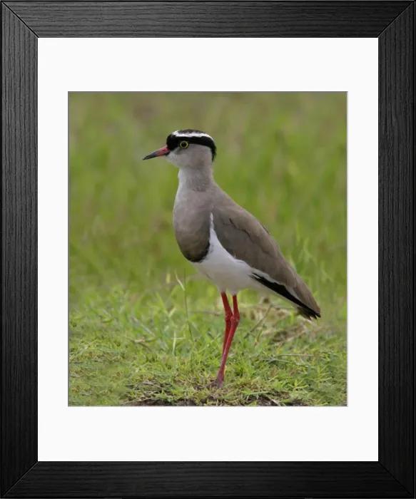 Framed Print : Close-up of a Crowned Plover perching on the grass (Vanellus coronatus)