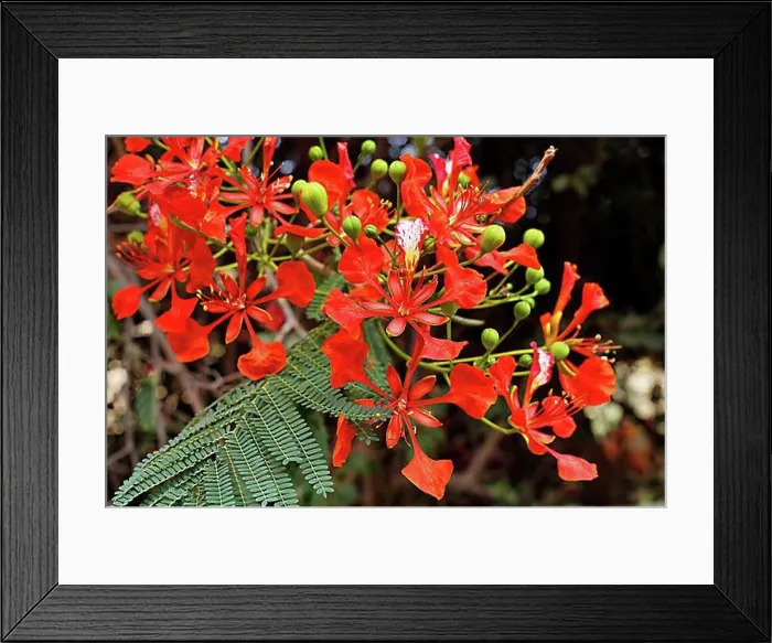 Framed Print : Royal Poinciana, Flamboyant (Delonix regia) Framed Print : Royal Poinciana, Flamboyant (Delonix regia)