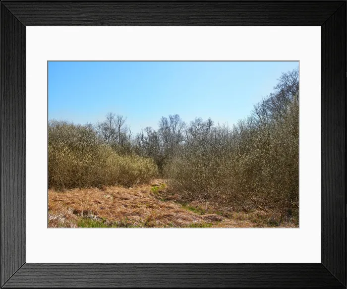 Framed Print : Landscape view of dry bushes in pine
