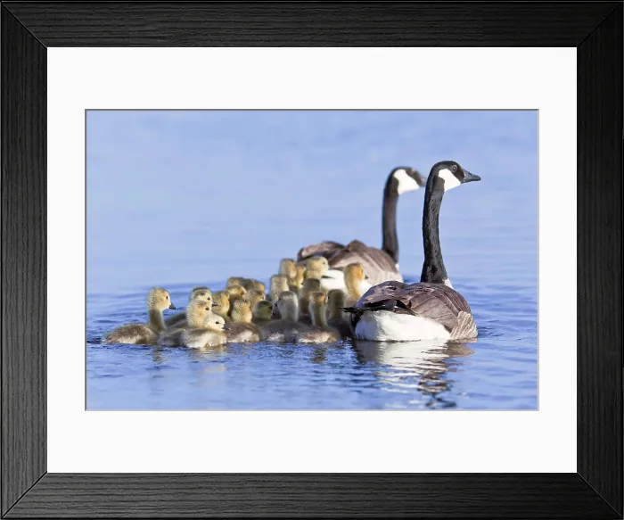 Framed Print : Canada Geese And Goslings In Spring, Oak Hammock Marsh, Manitoba