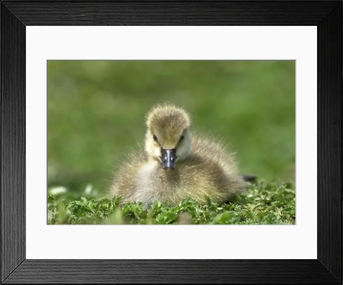 Framed Print : Fuzzy gosling Framed Print : Fuzzy gosling