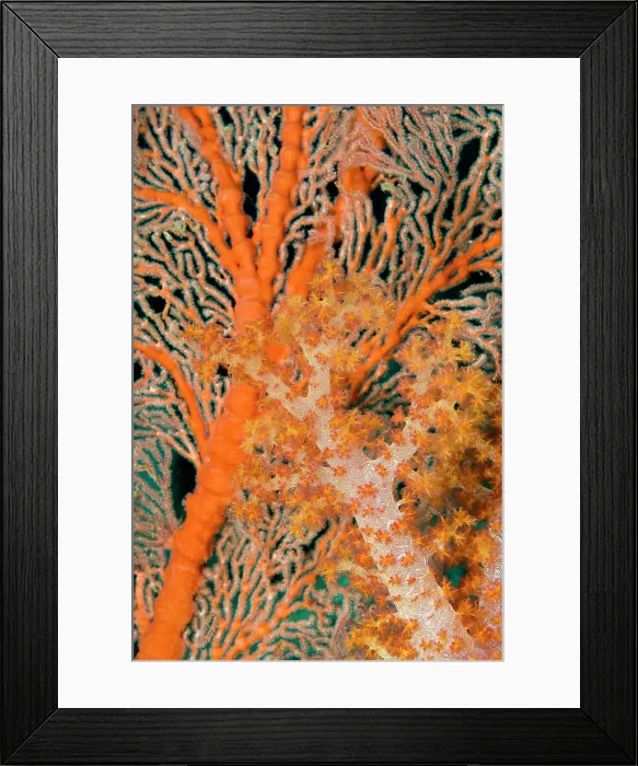 Framed Print : Indonesia, Papua, Raja Ampat. Close-up of orange sea fan under tree coral. (MR) Framed Print : Indonesia, Papua, Raja Ampat. Close-up of orange sea fan under tree coral. (MR)
