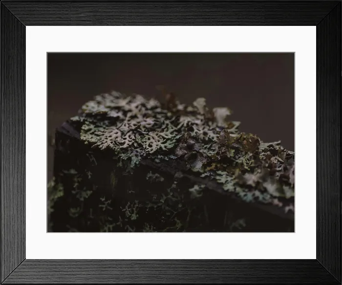 Framed Print : Lichen growing on an old headstone