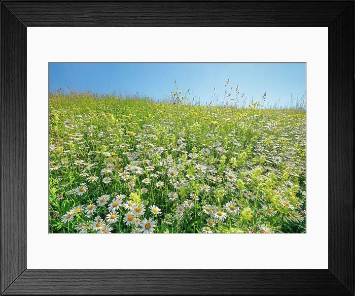 Framed Print : Magerwiese, Zurich Oberland, Switzerland, Europe Framed Print : Magerwiese, Zurich Oberland, Switzerland, Europe
