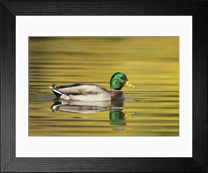 Framed Print : A male mallard duck swims in the calm water at Cannon Hill Park in Spokane, Washington Framed Print : A male mallard duck swims in the calm water at Cannon Hill Park in Spokane, Washington