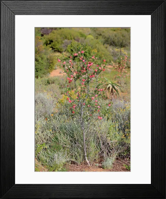 Framed Print : Chinese Lantern Tree (Nymania capensis) habit Framed Print : Chinese Lantern Tree (Nymania capensis) habit
