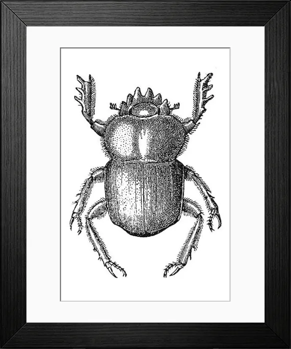 Framed Print : Woodcut, Scarab beetle (Scarabaeidae) Framed Print : Woodcut, Scarab beetle (Scarabaeidae)