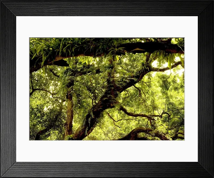 Framed Print : Mango tree in garden Kolkata Calcutta West Bengal India Copyright: xBxPxMaiti / DinodiaxPhotox Framed Print : Mango tree in garden Kolkata Calcutta West Bengal India Copyright: xBxPxMaiti / DinodiaxPhotox