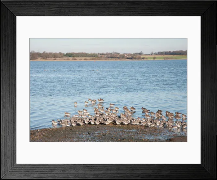 Framed Print : Knot (Calidris canutus) and Black-tailed Godwit (Limosa limosa) flock
