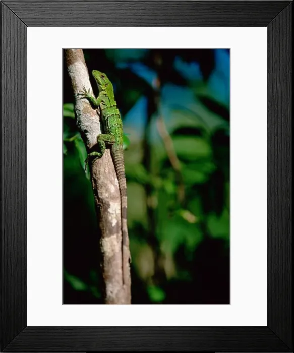 Framed Print : Close-up of an iguana on a tree branch