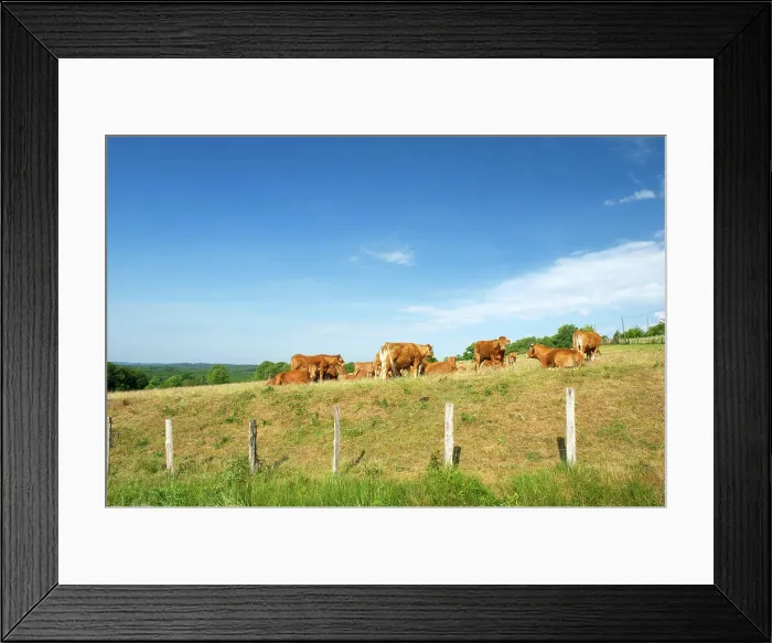 Framed Print : Brown Limousin cows Typical French brown Limousin cows in France Copyright: xZoonar.com / IvonnexWierinkx 7494252 Framed Print : Brown Limousin cows Typical French brown Limousin cows in France Copyright: xZoonar.com / IvonnexWierinkx 7494252