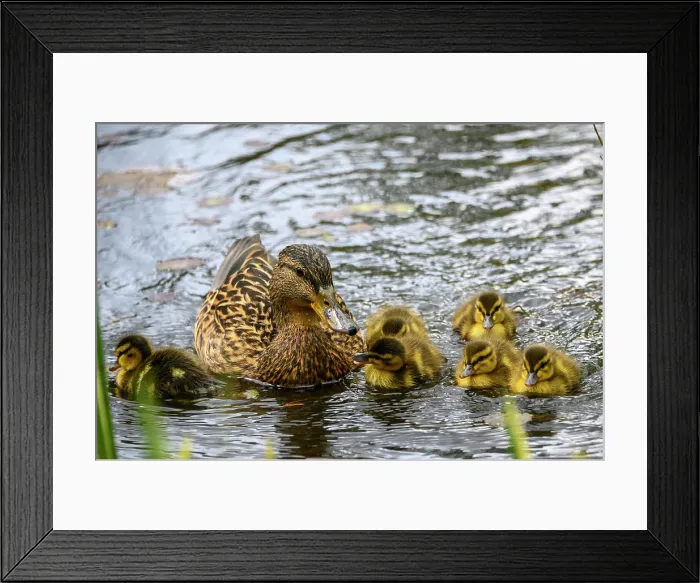 Framed Print : Mother duck swims with her adorable ducklings Framed Print : Mother duck swims with her adorable ducklings