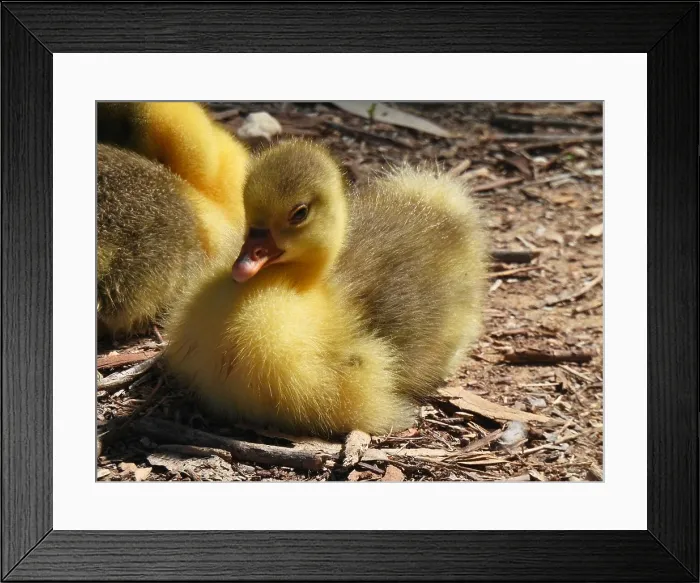 Framed Print : Eurasian Gosling Sitting with other Goslings Framed Print : Eurasian Gosling Sitting with other Goslings