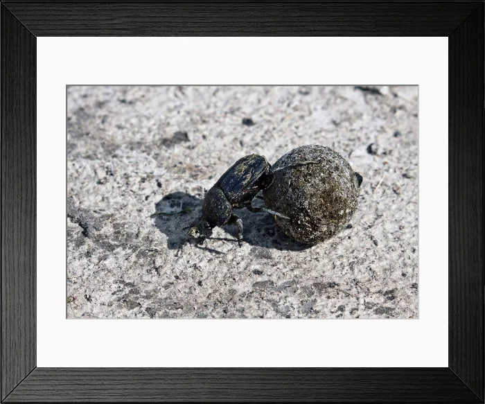 Framed Print : Dung or Scarab Beetle - Botswana Framed Print : Dung or Scarab Beetle - Botswana