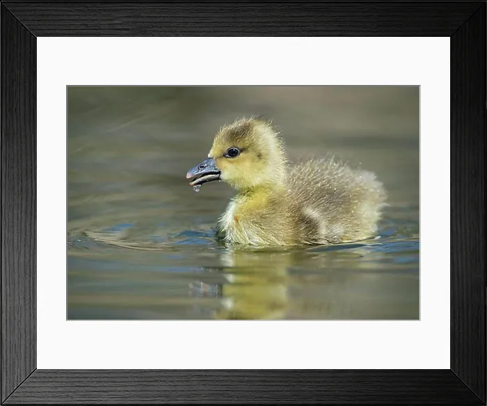 Framed Print : Greylag goose (Anser anser) Goessel, Lower Saxony, Germany, Europe Framed Print : Greylag goose (Anser anser) Goessel, Lower Saxony, Germany, Europe