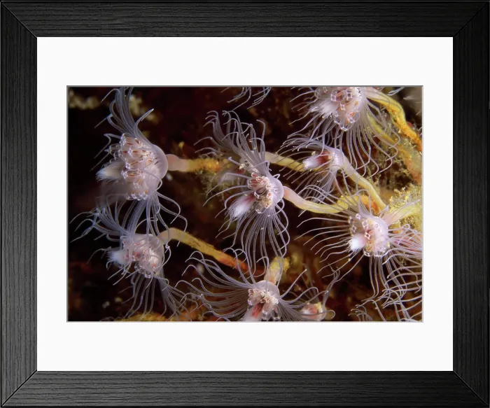 Framed Print : Anemone Framed Print : Anemone