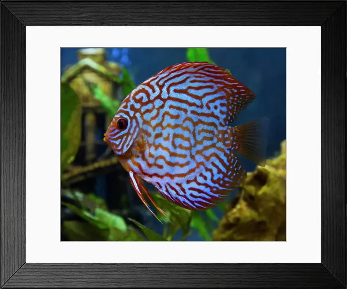 Framed Print : Freshwater tropical discus, Mosaic Turquoise Discus Framed Print : Freshwater tropical discus, Mosaic Turquoise Discus