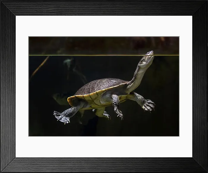 Framed Print : Roti Island snake-necked turtle (Chelodina mccordi)